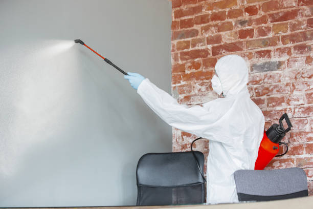 Best Attic Mold Removal  in Redington Shores, FL