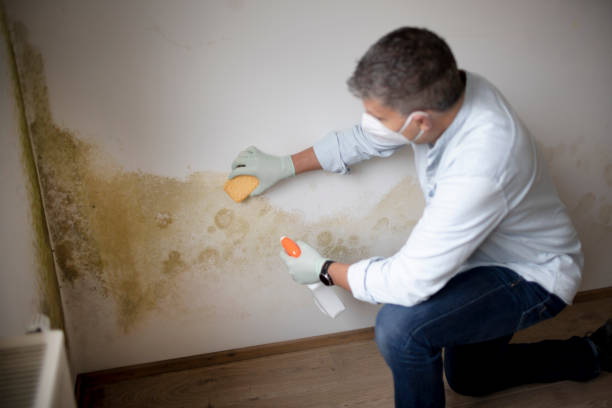Best Airborne Mold Testing  in Redington Shores, FL