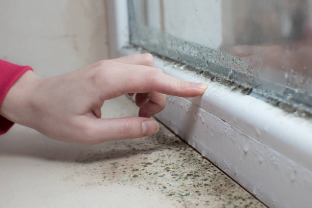 Best Forensic Mold Investigation  in Redington Shores, FL